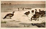 Geese Paintings - Unapproachable Geese by Archibald Thorburn